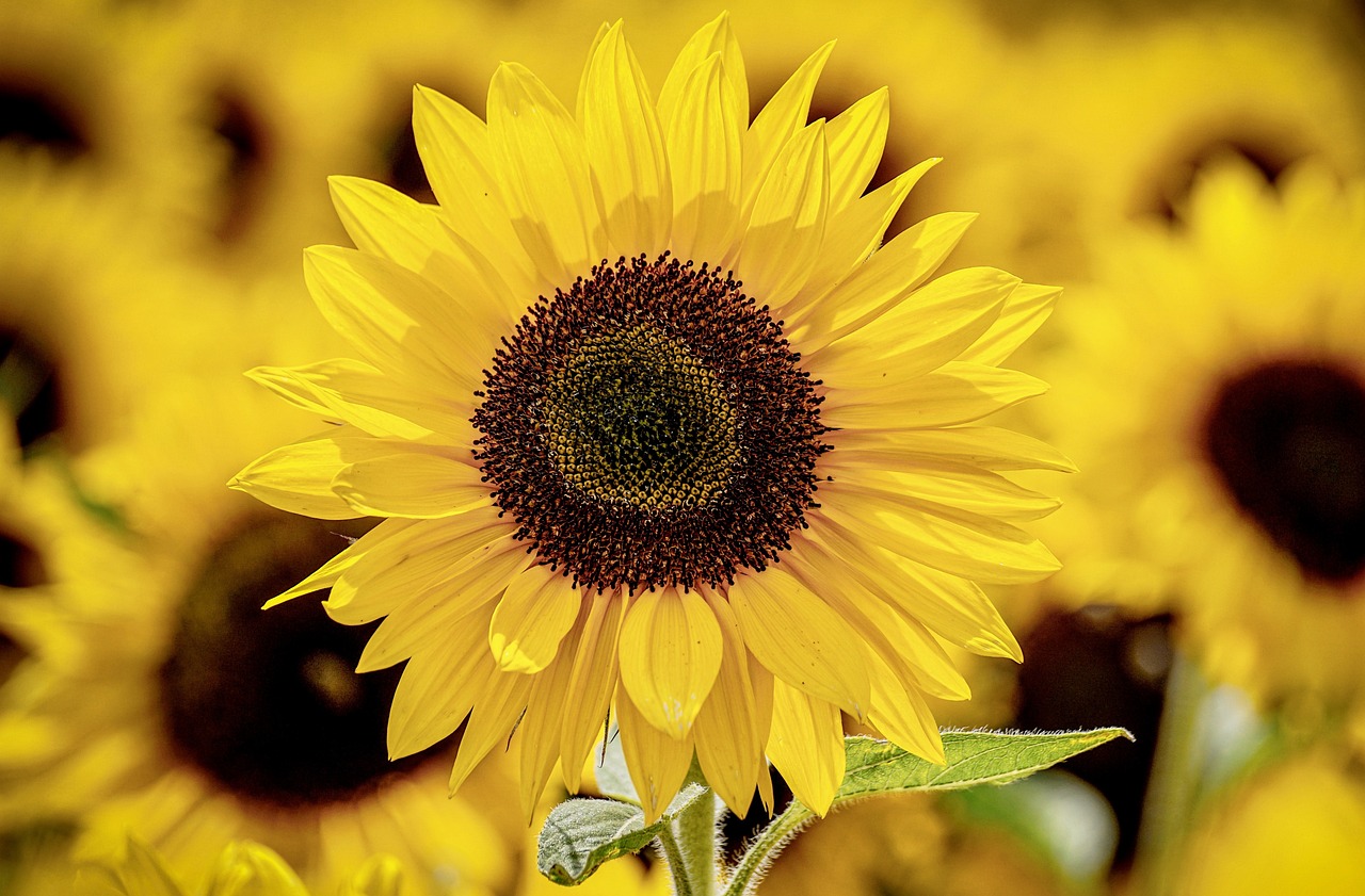 Read more about the article Quartalsplan Sommer